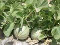 Cucumis melo var.inodorus
